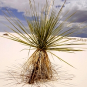 White Sands 08